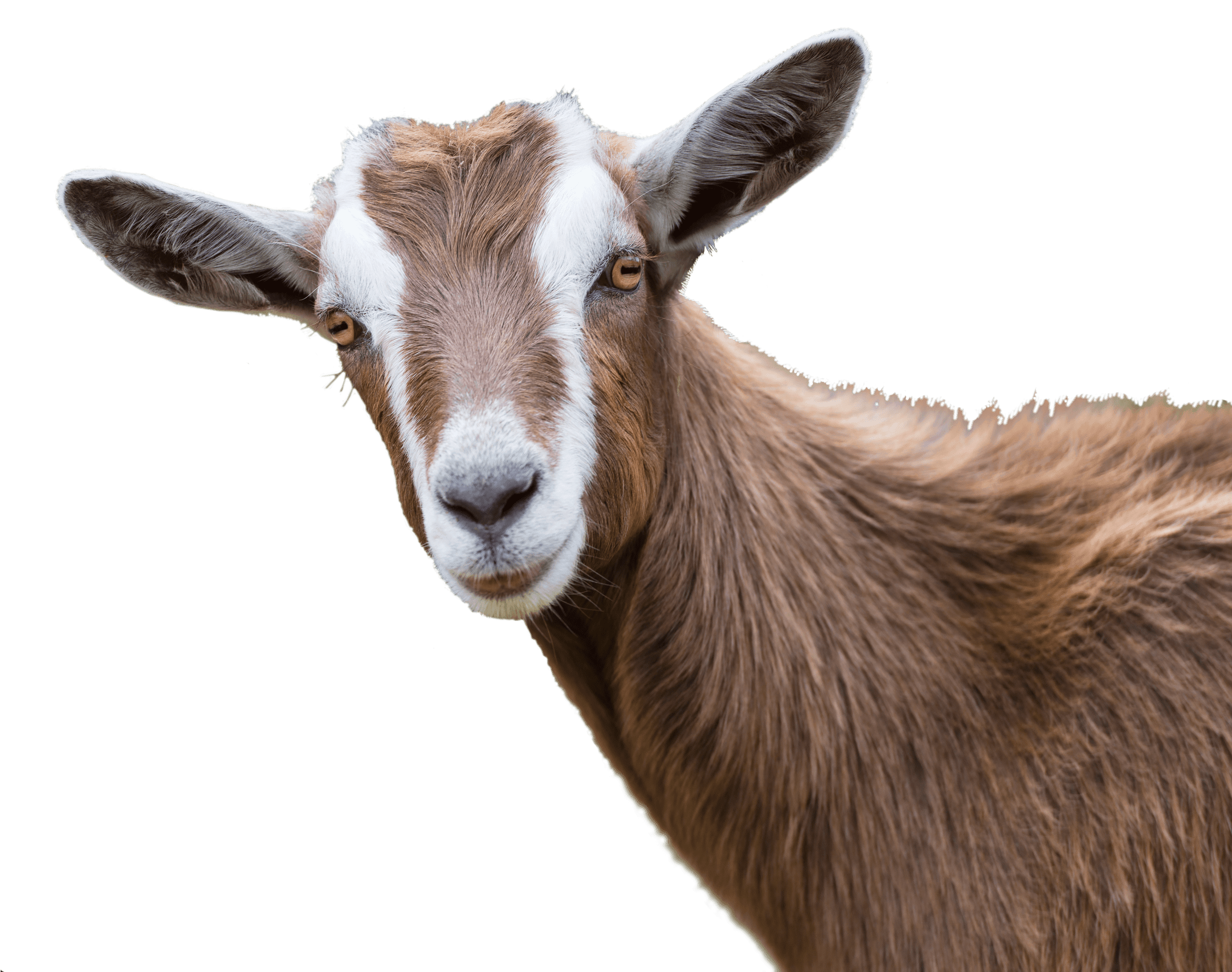 Goat
